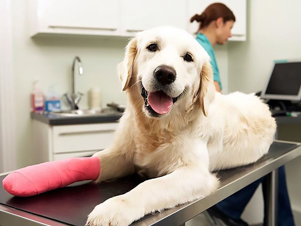 Perro sobre una mesa veterinaria con una férula rosa en la pata delantera
